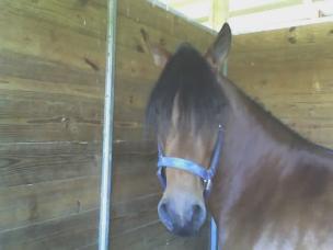 fineza_stall_face
