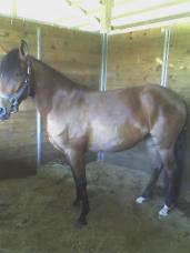 fineza_stall_full_body
