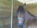 fineza_stall_face