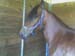 fineza_stall_fone