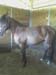 fineza_stall_full_body