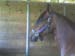 fineza_stall_spanish_cnction