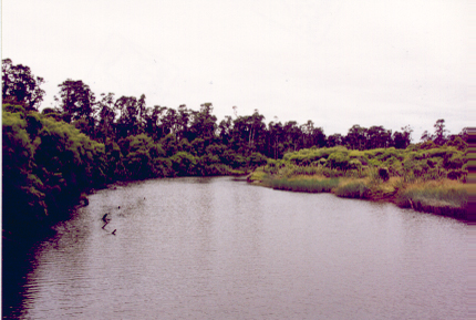 heron07