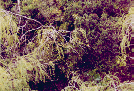 heron09