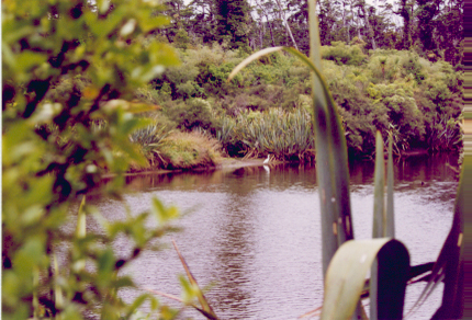 heron11