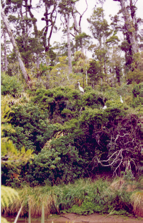 heron19
