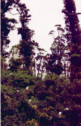 heron20