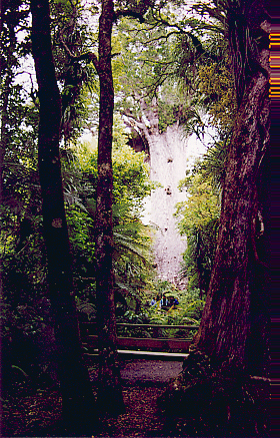 kauri01