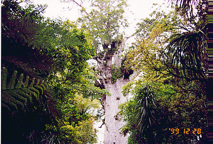 kauri02