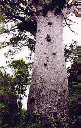 kauri03
