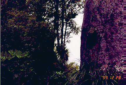 kauri04