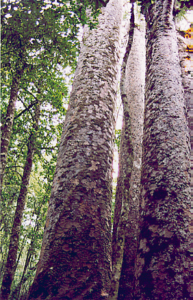 kauri06