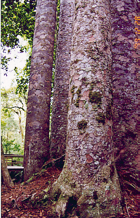 kauri07