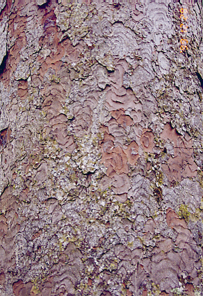 kauri09