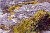 franzjoseph03