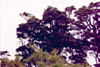 heron05