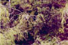 heron09