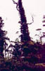 heron14