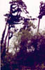 heron15