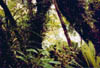 heron25