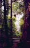 kauri01