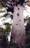 kauri03
