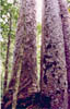 kauri05