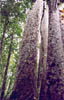 kauri06