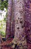 kauri07