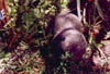 rewa1